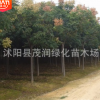 基地直銷園林綠化工程樹苗高行道樹庭院公園大夫樹、欒樹.燈籠樹