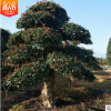 批發(fā)園林綠化工程苗木 造型欏木石楠 可移植苗風(fēng)景樹 常綠喬木