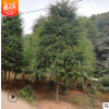 苗場直供紅豆杉 專業(yè)種植技術(shù)指導(dǎo) 批發(fā)銷售 紅豆杉 苗成活率高