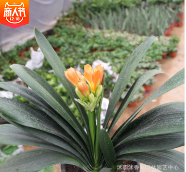 基地批發君子蘭盆栽 陽臺植物室內君子蘭花小苗高檔盆栽盆景