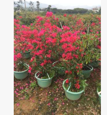 漳州地區種植70以上高紅花三角梅盆苗