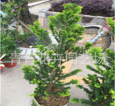 福建花卉 室內外盆景 造型樹 青青花卉園藝種植 黃金柏