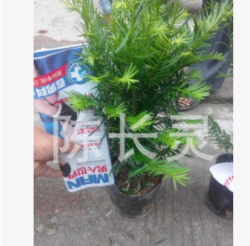 福建花卉 紅豆杉 種植基地批發