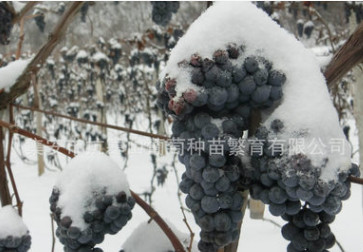 集安市 北冰紅 山葡萄種苗