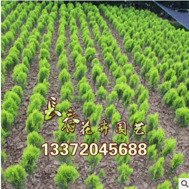 基地供應 綠化工程灑金柏大小苗彩色苗木 灑金柏小苗40-120高