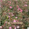 基地直銷 批發(fā)豐花月季苗 月季花 月季苗 月季批發(fā) 20-150高