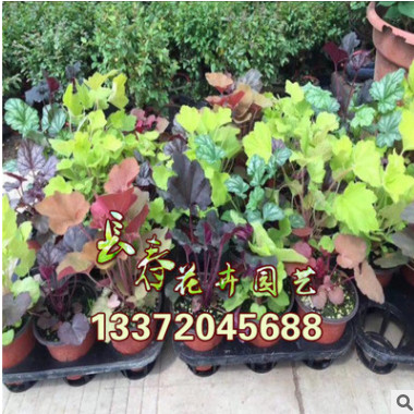 批發礬根花苗觀葉植物多年生彩葉草耐寒耐熱植物綠植盆栽草花系列