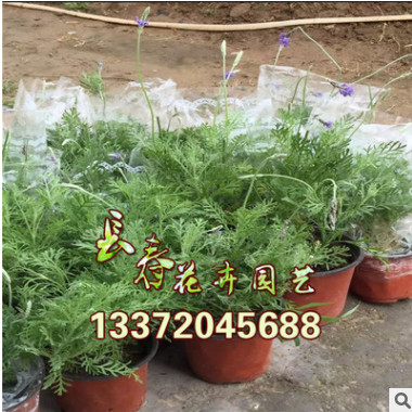 批發：薰衣草迷迭香苗盆栽室內苗木香草植物陽臺四季花卉凈化空氣