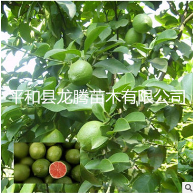 紅檸檬苗/紅肉檸檬苗/青檸檬苗/果樹苗/當年結果/嫁接苗