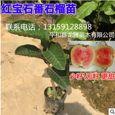 臺灣最新品種紅寶石無籽（少籽）西瓜芭樂 紅心無籽番石榴嫁接苗