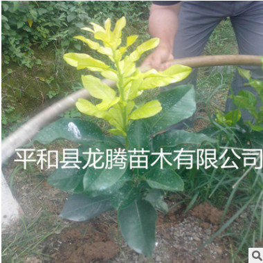 平和縣琯溪最新品種黃金3號蜜柚苗金葉 黃金柚子苗 橙肉蜜柚苗