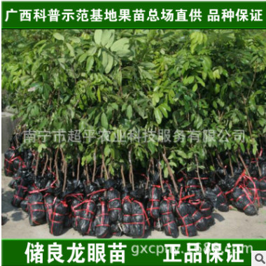一件代發廣西果苗場|果樹嫁接苗|儲良龍眼樹苗|晚熟脆甜龍眼苗