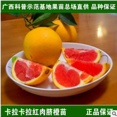 廣西正宗嫁接橙子苗 血橙樹苗 卡拉卡拉臍橙苗 紅肉臍橙嫁接苗
