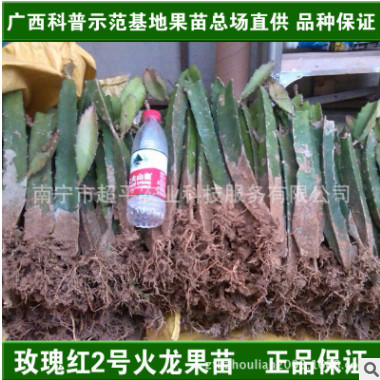 紅心火龍果苗紅肉火龍果樹苗白心白肉麒麟果北方種植盆栽廣西苗場