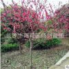 湖南紅葉碧桃 6公分-8cm公分碧桃樹 重瓣花紅葉碧桃樹苗價格