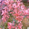蓬徑60公分紅葉石楠小球 湖南紅葉石楠小毛球 量大價優