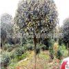 批發 8cm桂花樹 湖南高桿桂花樹苗 金桂 八月桂 丹桂價格