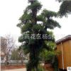直供30cm公分湖南欏木石楠 造型欏木石楠樹苗 耐寒耐熱