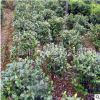 直銷蓬徑60cm-70公分茶梅球 湖南茶梅小球 質量有保證 量大價從優