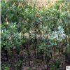 直銷2公分紅葉石楠樹苗 湖南2cm高桿紅葉石楠樹 帶土球