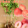水蜜桃樹苗 水蜜桃苗木 正品嫁接果樹苗 水蜜桃苗 桃樹苗廣西基地