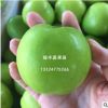 臺灣新品種黃金蜜棗王 正宗臺灣蜜絲棗苗果樹苗大青棗果苗基地直