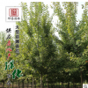 批發(fā)美國紅楓樹苗 精品中國紅楓 行道樹綠化苗木