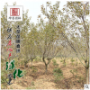 批發(fā)園林綠化苗木庭院盆栽櫻花 早晚櫻庭院花卉