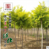 基地直銷優(yōu)質(zhì)綠化喬木 金葉榆樹苗 優(yōu)質(zhì)中華金葉榆小苗