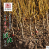 基地直銷 供應(yīng)金枝槐 國(guó)槐樹苗 耐寒耐旱綠化苗木行道樹金枝槐