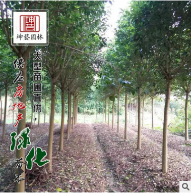 基地直銷工程綠化苗優質大葉女貞 高桿女貞 耐寒耐旱規格齊全
