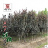 紫葉李樹苗基地批發(fā)行道樹 速生紅葉李道路綠化苗木