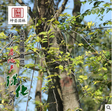 基地批發風景防護樹優質樸樹 綠化用苗樸樹苗