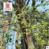 基地批發(fā)風景防護樹優(yōu)質(zhì)樸樹 綠化用苗樸樹苗