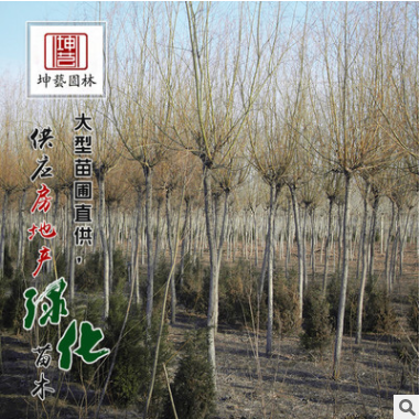 批發優質綠化苗木垂柳小苗 青皮垂柳苗 金絲垂柳規格齊全易成活