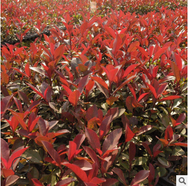 基地批發綠化苗木 營養杯紅葉石楠 紅葉石楠苗 石楠樹 規格齊全