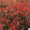 基地批發綠化苗木 營養杯紅葉石楠 紅葉石楠苗 石楠樹 規格齊全