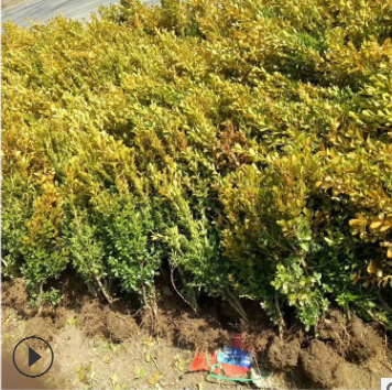 基地批發優質綠化苗木小葉黃楊苗大葉黃楊球冬青規格齊全量大優惠