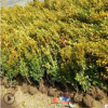基地批發優質綠化苗木小葉黃楊苗大葉黃楊球冬青規格齊全量大優惠