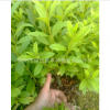 湖南瀏陽杜鵑小苗供應杜鵑毛球夏杜鵑西洋杜鵑精球大量供應0