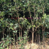 優質銀桂 桂花樹 桂花小苗 桂花苗木