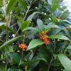 優質丹桂 桂花樹 桂花小苗 桂花苗木