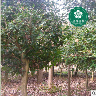 宜昌枸骨胸徑8-10公分鳥不宿貓兒刺老虎刺園林綠化工程苗木批發(fā)