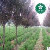 宜昌紅葉李140-160公分紫葉李 櫻桃李 宜昌園林綠化工程苗木批發(fā)