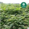 宜昌欒樹(shù)8公分燈籠樹(shù)搖錢(qián)樹(shù)金雨樹(shù)國(guó)慶花木老芽園林綠化批發(fā)