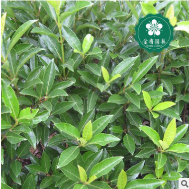 宜昌冬青40-60公分北寄生槲寄生桑寄生柳寄生黃寄生凍青寄生子