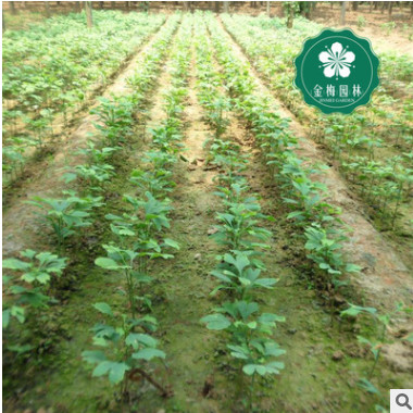 宜昌銀杏樹苗15-20公分白果公孫樹鴨腳樹蒲扇園林綠化工程苗木