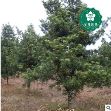 宜昌羅漢松胸徑6-8公分羅漢杉長青羅漢杉土杉園林綠化工程苗木