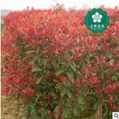 宜昌紅葉石楠60-80公分紅羅賓紅唇強健魯賓斯火艷園林綠化工程苗