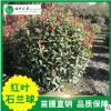 批發紅葉石蘭精球 庭院綠化 四季常青紅葉石蘭球